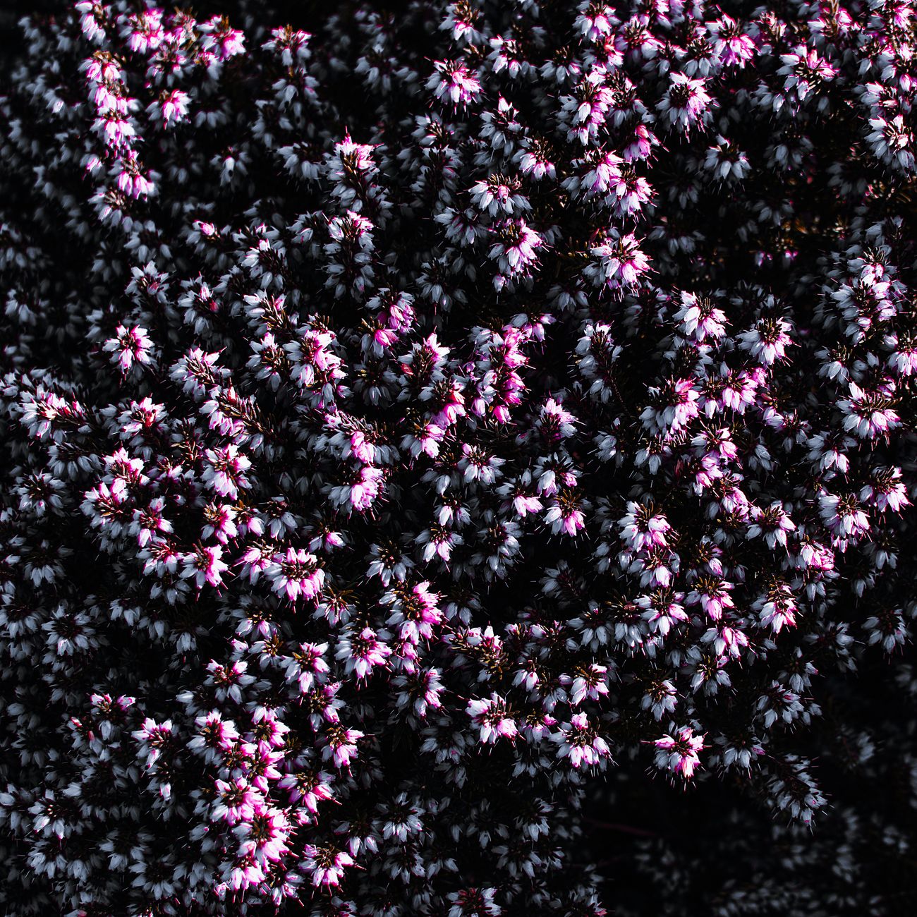 Nærbillede af blomstrende lyng i lyserøde og hvide nuancer