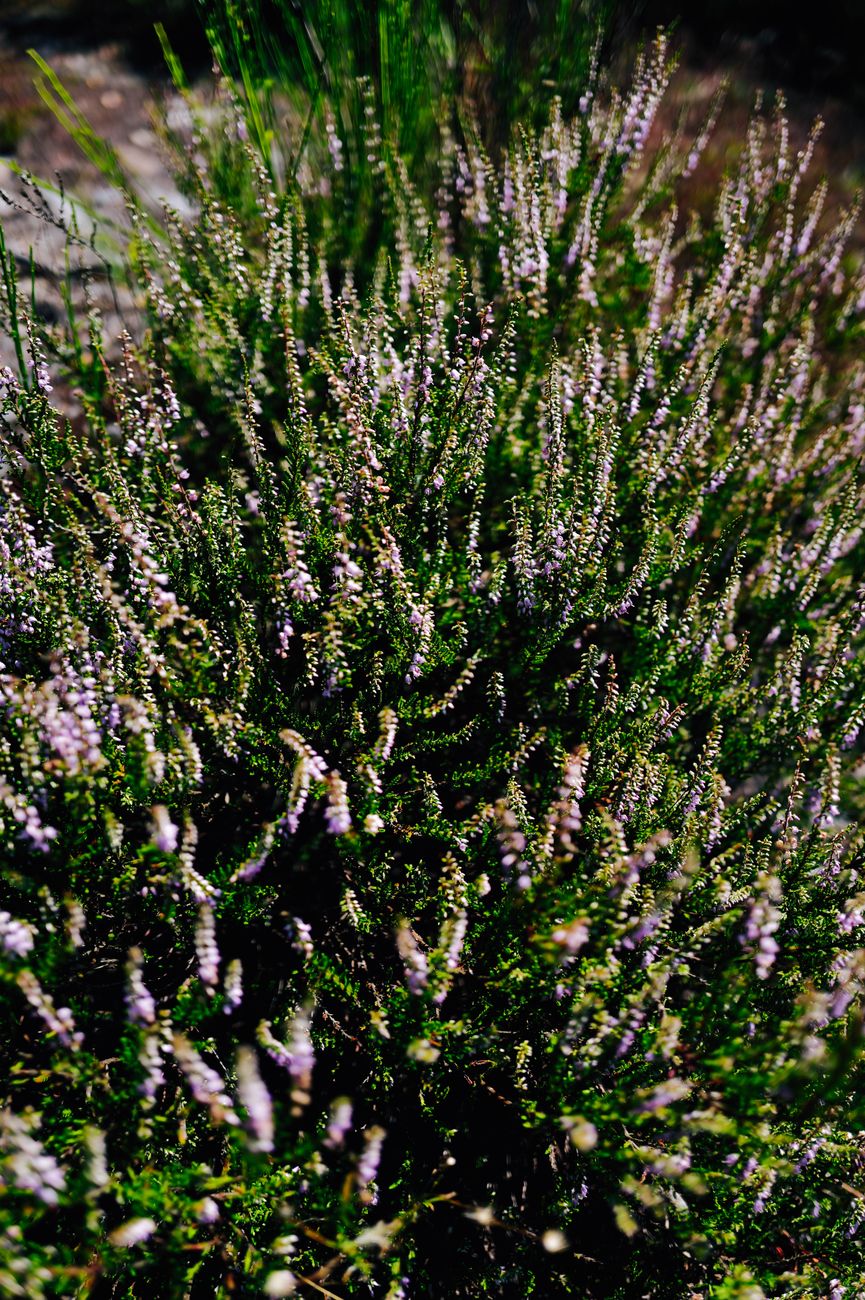 En lyngbusk med små lilla blomster